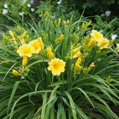 Лилейник СТЕЛЛА ДЕ ОРО гибридный в Кобрине