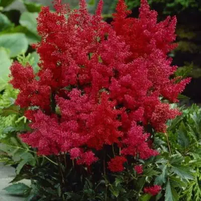 Астильба ГРАНАТ Арендса в Кобрине