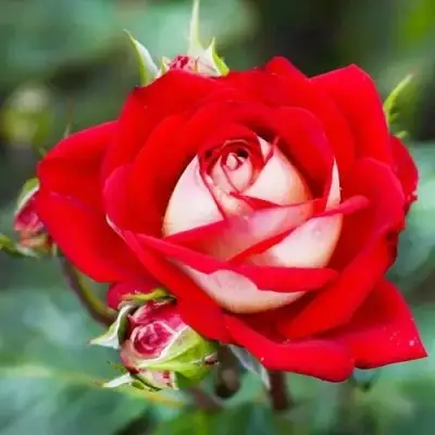 Роза АЛЬЯНС чайно-гибридная в Кобрине