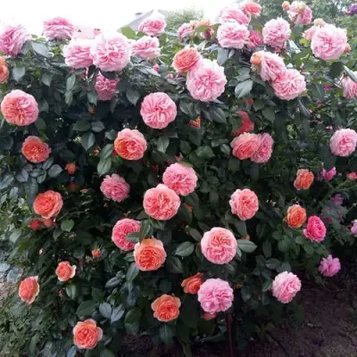 Роза ЧИППЕНДЕЙЛ чайно-гибридная в Кобрине