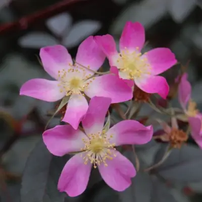 Роза сизая в Кобрине