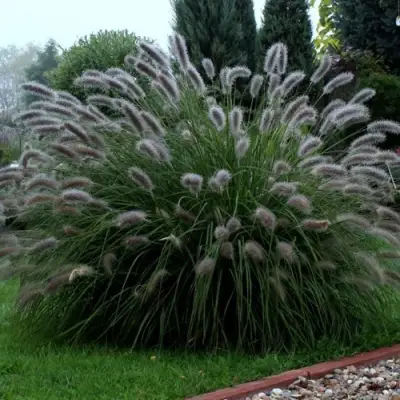 Пеннисетум ЛЕДИ Ю в Кобрине