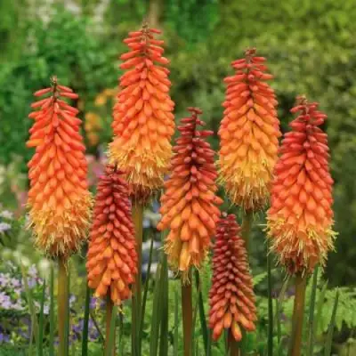 Книфофия АЛЬКАЗАР гибридная в Кобрине