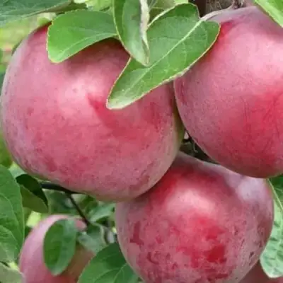 Яблоня АЛЕСЯ в Кобрине