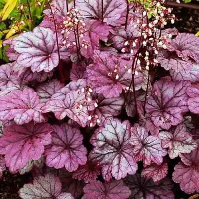 Гейхера ШУГА ФРОСТИНГ в Кобрине