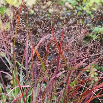 Просо РЕБРАУН прутьевидное в Кобрине