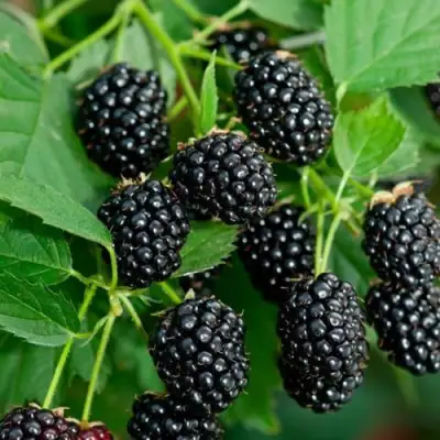 Ежевика ЛОХТЕЙ бесшипная в Кобрине