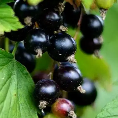 Смородина чёрная КАТЮША в Кобрине