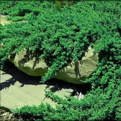 Можжевельник НАНА лежачий в Кобрине