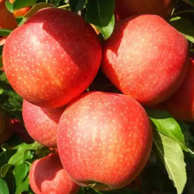 Яблоня ГАЛА ШНИГА в Кобрине