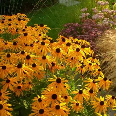 Рудбекия ГОЛДШТУРМ блестящая в Кобрине