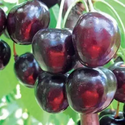 Черешня ЛЮБИМИЦА АСТАХОВА в Кобрине