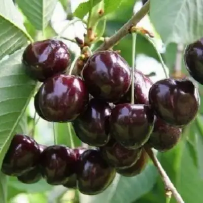 Черешня ЛЕНИНГРАДСКАЯ ЧЁРНАЯ в Кобрине