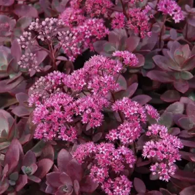 Очиток (седум) САНСПАРКЛЕР ФАЙЕРКРЕКЕР в Кобрине