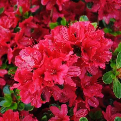 Азалия ХИНО КРИМСОН японская в Кобрине