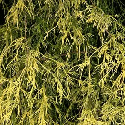 Кипарисовик ФИЛИФЕРА АУРЕА горохоплодный в Кобрине