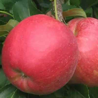 Яблоня РУБИН в Кобрине