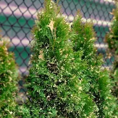 Туя СМАРАГД ВАРИЕГАТА западная в Кобрине