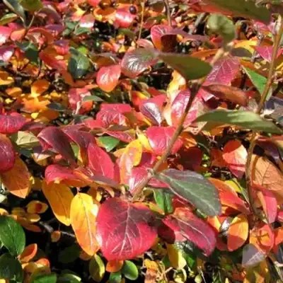 Кизильник блестящий в Кобрине