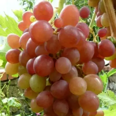 Виноград БЛЕСТЯЩИЙ в Кобрине