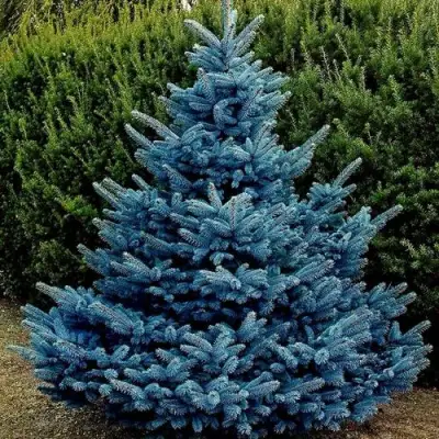Ель МАДЖЕСТИК БЛЮ колючая в Кобрине