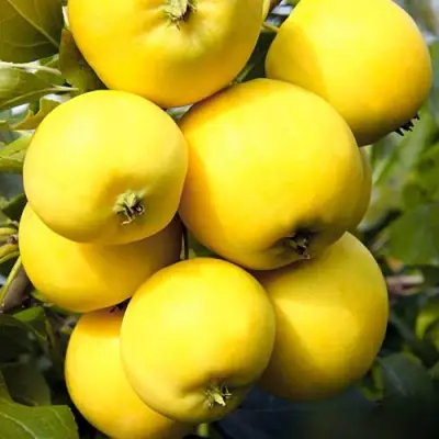 Яблоня УРАЛЬСКОЕ НАЛИВНОЕ в Кобрине