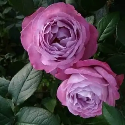 Роза АКВА чайно-гибридная в Кобрине