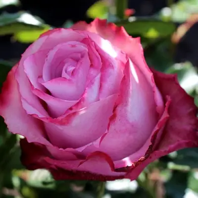 Роза ДИП ВОТЕР чайно-гибридная в Кобрине