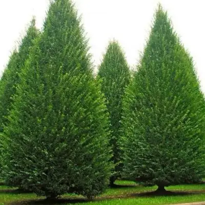 Граб  в Кобрине