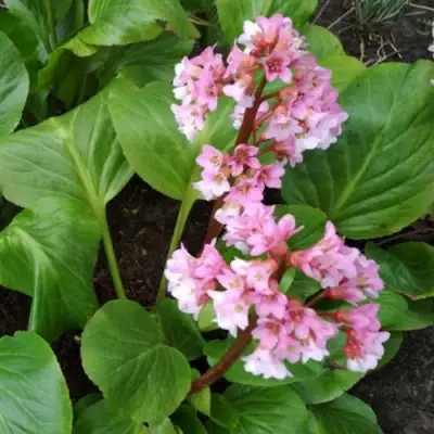 Бадан БЭБИ ДОЛЛ в Кобрине