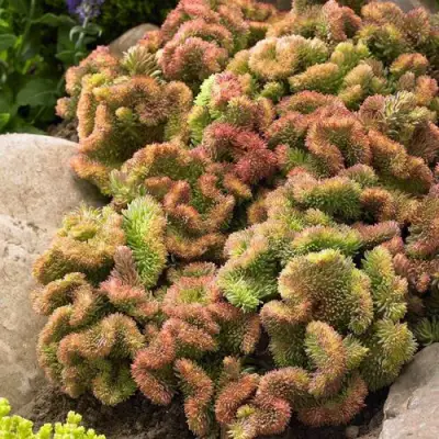 Очиток (седум) КРИСТАТУМ отогнутый в Кобрине