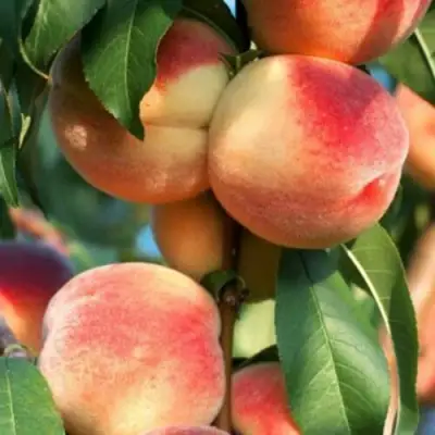 Персик ЛОЙКО 2 в Кобрине