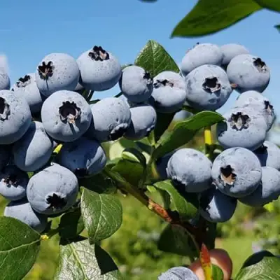 Голубика НЕЛЬСОН в Кобрине