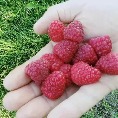 Малина ПОЛЬКА (ПОЛКА) в Кобрине