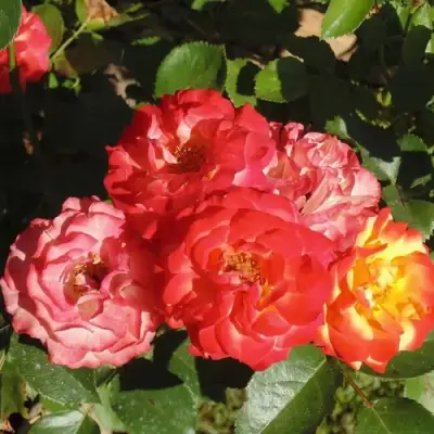 Роза ТАЙФУН спрей в Кобрине