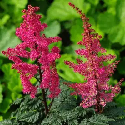 Астильба МУЛЕН РУЖ курчавая в Кобрине