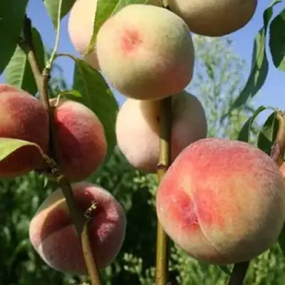 Персик ДОНЕЦКИЙ БЕЛЫЙ в Кобрине