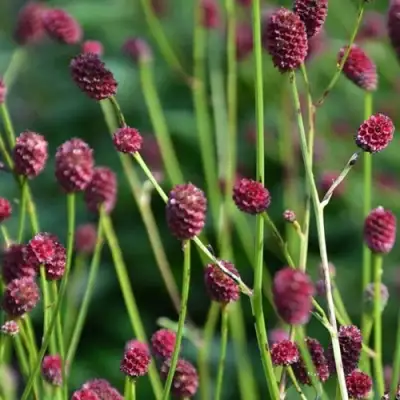 Кровохлебка ЧОКОЛАТ ТИП в Кобрине