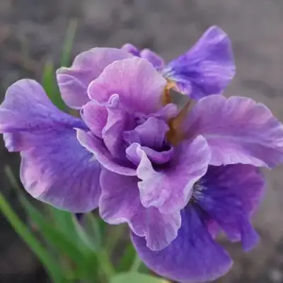 Ирис ХЭВИНГ ФАН сибирский в Кобрине