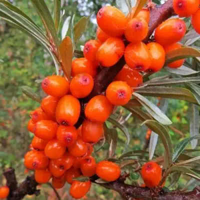 Облепиха ДЖЕМОВАЯ в Кобрине