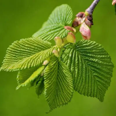 Вяз обыкновенный в Кобрине