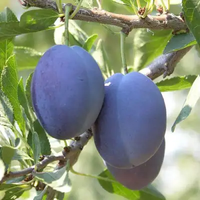 Слива СТЭНЛИ в Кобрине