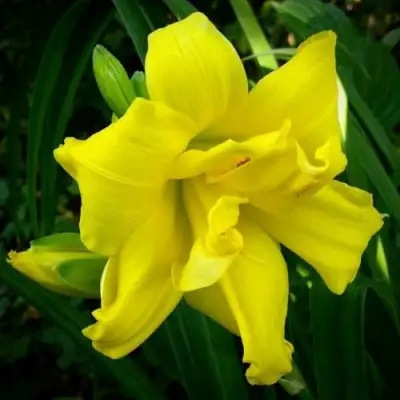 Лилейник ДАБЛ РИВЕР ВАЙ гибридный в Кобрине