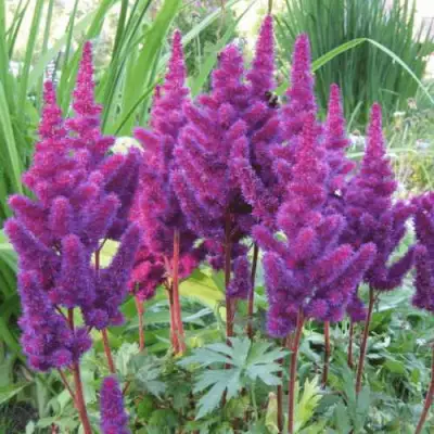 Астильба БЛЭК ЭНД БЛУ китайская в Кобрине