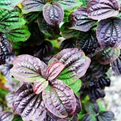 Дерен КОМПРЕССА кроваво-красный в Кобрине