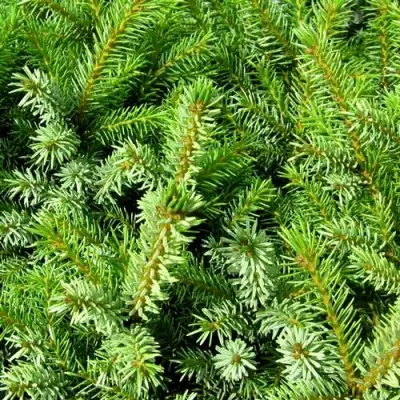 Ель НАНА сербская в Кобрине