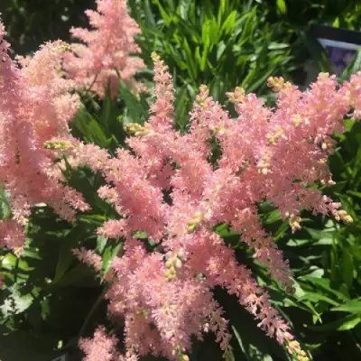 Астильба БРЕССИНГЕМ БЬЮТИ Арендса в Кобрине