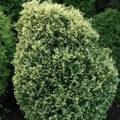 Туя ЛИТОМИШИЛ западная в Кобрине