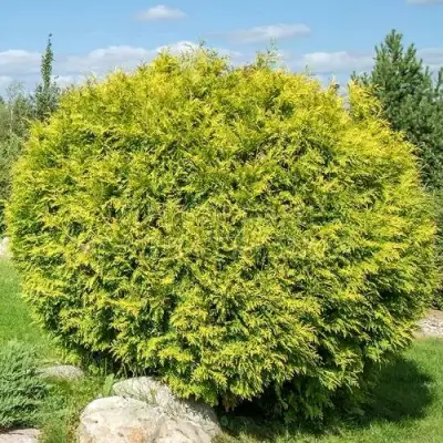 Туя ГОЛДЕН ГЛОБ западная в Кобрине