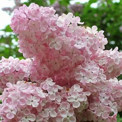 Сирень ВЕЧЕРНИЙ ЗВОН в Кобрине